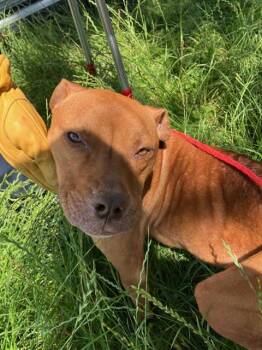 Mixed Breed Dogs Available for Adoption in Dallas, Texas - PROMISE | PetCurious