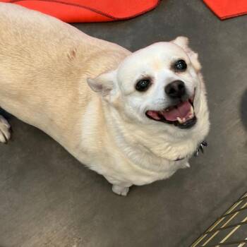 Luna -  Chihuahua and Mixed Breed Dog for Adoption in Show Low, Arizona - Luna | PetCurious