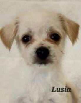 Rescue Chihuahua Dogs for Adoption in Orland Hills, Illinois - Luisa | PetCurious