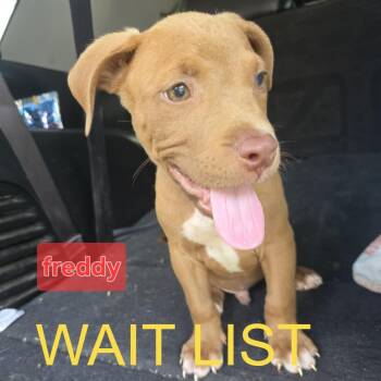 Freddy -  Pit Bull Terrier and Mixed Breed Dog for Adoption in Livingston, Texas - Freddy | PetCurious
