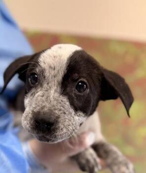 Cattle Dog and Mixed Breed Dogs Available for Adoption in San Antonio, Texas - Willie | PetCurious