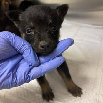 Husky and Shepherd Dogs Available for Adoption in Bastrop, Texas - Harmony 26-05-122 | PetCurious