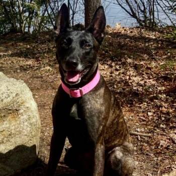 Ginger -  Dutch Shepherd Dog for Adoption in Duxbury, Massachusetts - Ginger | PetCurious