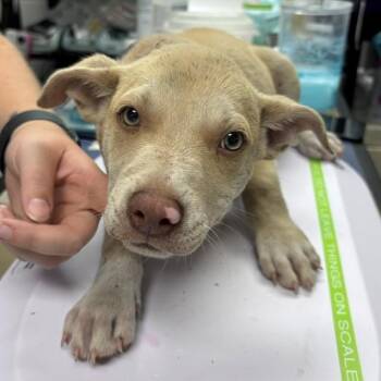 Jon -  Labrador Retriever Dog for Adoption in Allegan, Michigan - Jon | PetCurious