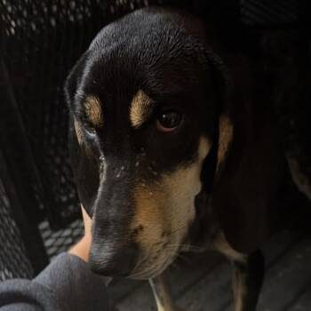 Sage -  Bluetick Coonhound Dog for Adoption in Gadsden, Alabama - Sage | PetCurious