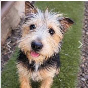 Yorkshire Terrier and Fox Terrier Dogs Available for Adoption - Pippa | PetCurious