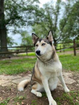 Remi (BPA) -  Siberian Husky Dog for Adoption in Silsbee, Texas - Remi (BPA) | PetCurious