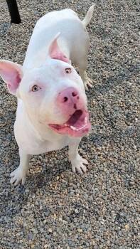 Rescue Terrier Dogs for Adoption in Hilton Head Island, South Carolina - Casper | PetCurious