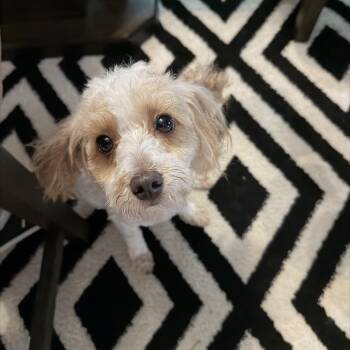 Teddy -  Miniature Poodle Dog for Adoption in East Lansing, Michigan - Teddy | PetCurious