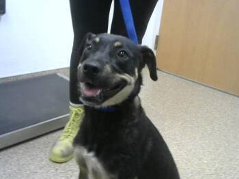 Pit Bull Terrier and Mixed Breed Dogs Available for Adoption in Albuquerque, New Mexico - PEACHES | PetCurious