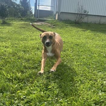 Josie -  Chihuahua and Terrier Dog for Adoption in Marshalltown, Iowa - Josie | PetCurious