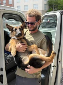 Gianna -  German Shepherd Dog Dog for Adoption in New Orleans, Louisiana - Gianna | PetCurious