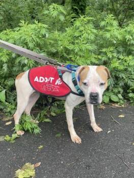Tabitha -  Mixed Breed Dog for Adoption in West Chester, Pennsylvania - Tabitha | PetCurious