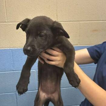 Do -  Mixed Breed Dog for Adoption in Gadsden, Alabama - Do | PetCurious