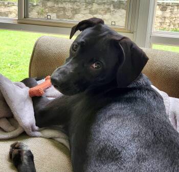 Kooky -  Australian Cattle Dog Blue Heeler and Labrador Retriever Dog for Adoption in Watertown, Connecticut - Kooky | PetCurious