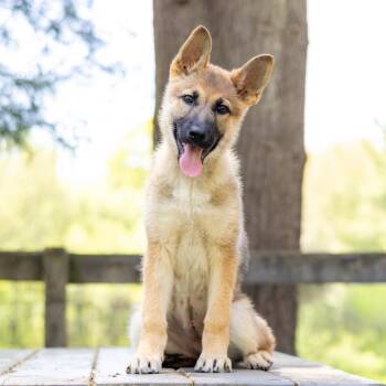 German Shepherd Dog Dogs Available for Adoption in Wilmington, Delaware - Charlie | PetCurious