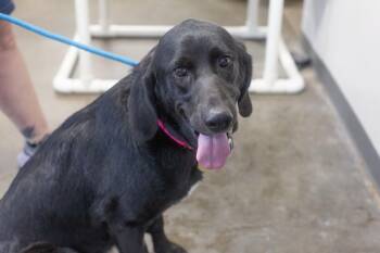 Cher -  Black Labrador Retriever and Bloodhound Dog for Adoption in Mountain Home, Arkansas - Cher | PetCurious