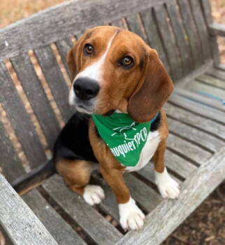 Rescue Beagle Dogs for Adoption in Midland, Virginia - Mycroft | PetCurious