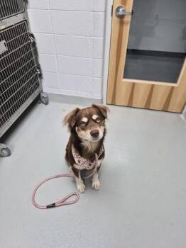 Ic 10c -  Border Collie and Siberian Husky Dog for Adoption in Lawrenceville, Georgia - Ic 10c | PetCurious