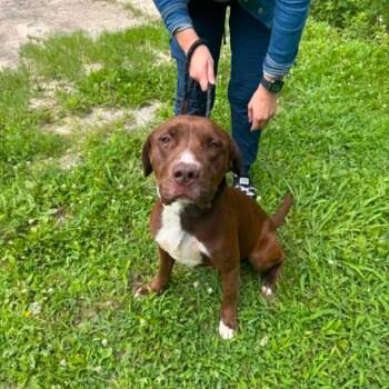 Creed -  Mixed Breed Dog for Adoption in Edwardsville, Illinois - Creed | PetCurious
