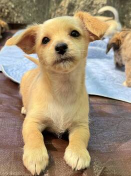 26Portia -  Chihuahua and Terrier Dog for Adoption in Shingle Springs, California - 26Portia | PetCurious