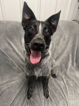 Hank -  Australian Cattle Dog Blue Heeler Dog for Adoption in Davenport, Iowa - Hank | PetCurious