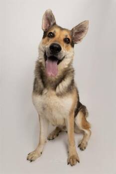 PEDRO -  German Shepherd Dog Dog for Adoption in Charlotte, North Carolina - PEDRO | PetCurious