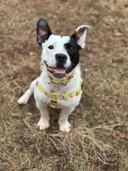 Oreo -  Terrier Dog for Adoption in Montgomery, New Jersey - Oreo | PetCurious