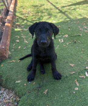Sydney -  Labrador Retriever Dog for Adoption in Temecula, California - Sydney | PetCurious