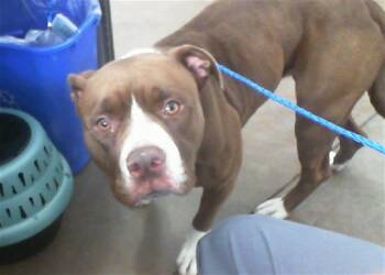 TINKLEBELL -  Mixed Breed Dog for Adoption in Dallas, Texas - TINKLEBELL | PetCurious