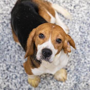 Lennon -  Beagle Dog for Adoption in Des Moines, Iowa - Lennon | PetCurious