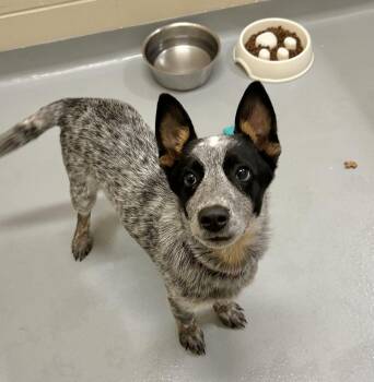 Bodhi -  Australian Cattle Dog Blue Heeler and Rat Terrier Dog for Adoption in Mason City, Iowa - Bodhi | PetCurious