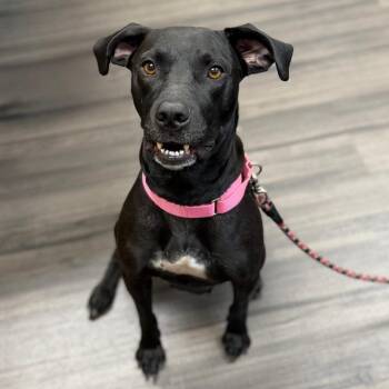 Nessi -  Mixed Breed Dog for Adoption in Sarasota, Florida - Nessi | PetCurious