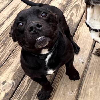 Mixed Breed Dogs Available for Adoption in Medford Lakes, New Jersey - Harry | PetCurious