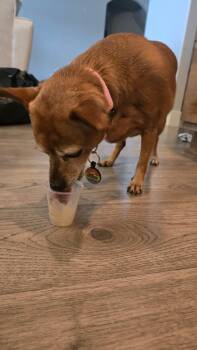 Rescue Chihuahua Dogs for Adoption in Roy, Utah - Missy | PetCurious