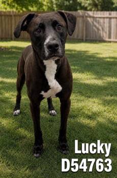 Mixed Breed Dogs Available for Adoption in Clarksville, Tennessee - Lucky | PetCurious