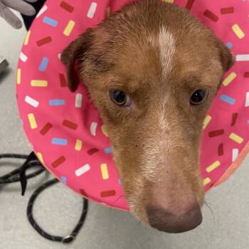 Nigel -  Cattle Dog and Mixed Breed Dog for Adoption in Abilene, Texas - Nigel | PetCurious