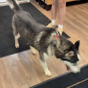 Grayson -  Husky Dog for Adoption in Morganfield, Kentucky - Grayson | PetCurious