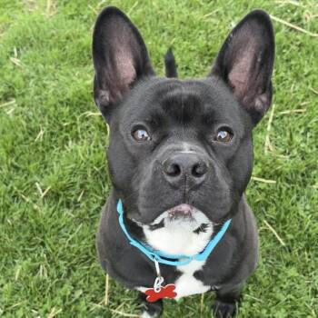 French Bulldog Dogs Available for Adoption in Valparaiso, Indiana - Bud | PetCurious