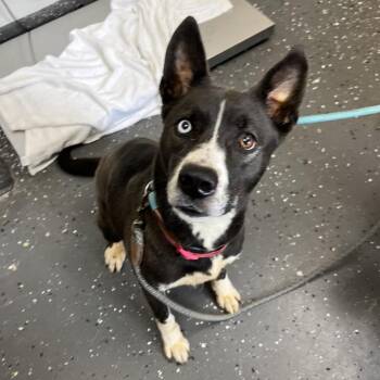 Mixed Breed Dogs Available for Adoption in Columbiana, Alabama - Llama | PetCurious