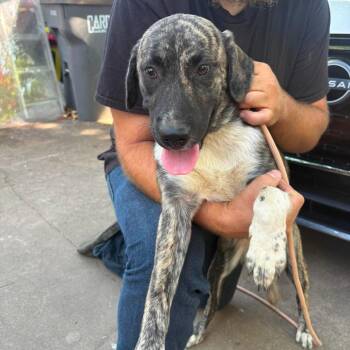Shelby -  Labrador Retriever and Hound Dog for Adoption in Hackett, Arkansas - Shelby | PetCurious
