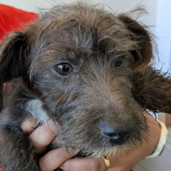 Mixed Breed Dogs Available for Adoption in Leander, Texas - Atom | PetCurious