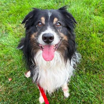 Waylon -  Australian Shepherd Dog for Adoption in Lenexa, Kansas - Waylon | PetCurious
