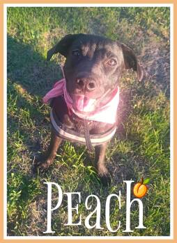 Peach -  Labrador Retriever Dog for Adoption in Valley City, North Dakota - Peach | PetCurious