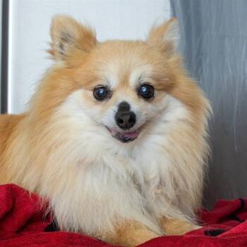 JOHNNY -  Pomeranian Dog for Adoption in St. Louis, Missouri - JOHNNY | PetCurious