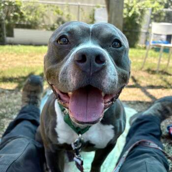 Zeus -  Mixed Breed Dog for Adoption in Alexandria, Virginia - Zeus | PetCurious