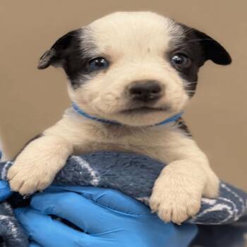 Reese Alexiades D11358 -  Terrier and Chihuahua Dog for Adoption - Reese Alexiades D11358 | PetCurious