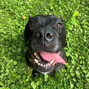 Bane CL -  Mastiff Dog for Adoption in Kansas City, Missouri - Bane CL | PetCurious