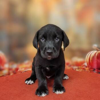 Mayhem -  Labrador Retriever and Mixed Breed Dog for Adoption in Griswold, Connecticut - Mayhem | PetCurious