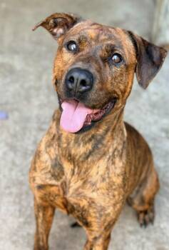 Monza -  Pit Bull Terrier Dog for Adoption in Chicago, Illinois - Monza | PetCurious
